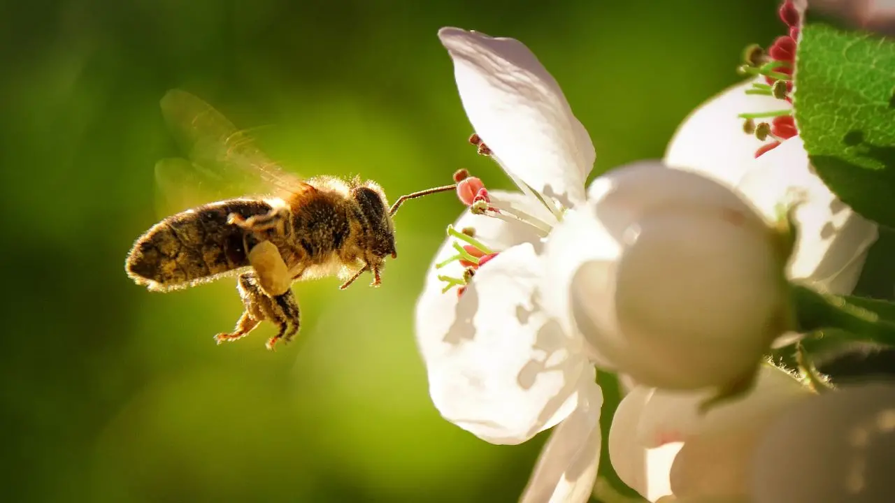 Come di diventa apicoltori? Un'ape si avvicina a fiore