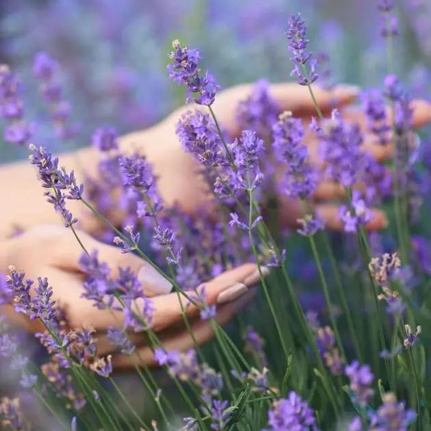 Essentia, quando l’agroecologia incontra le piante officinali