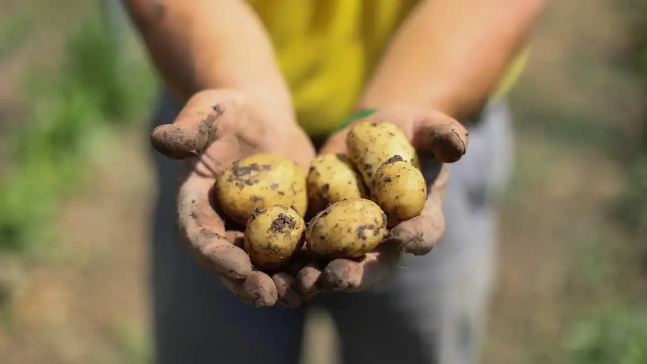 Donne che coltivano il futuro: Le patate novelle di Solaria