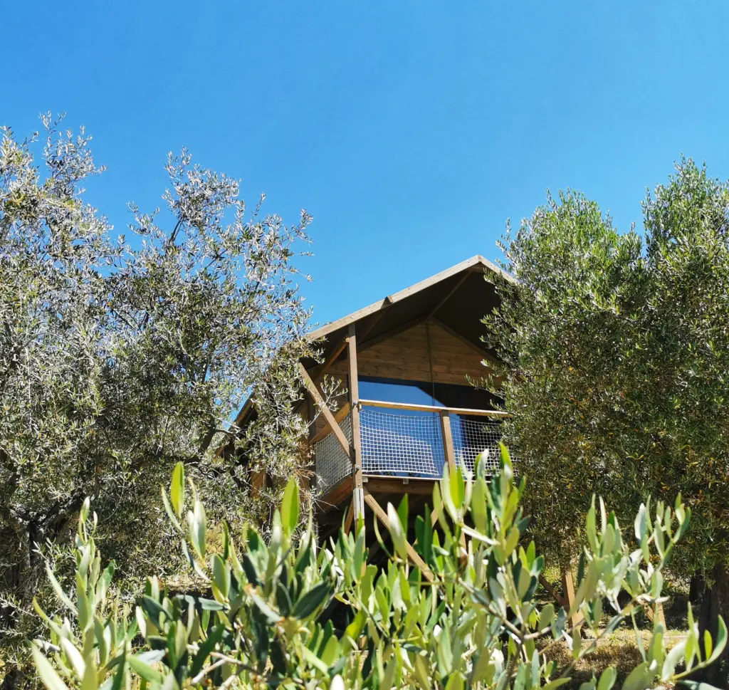 Lodge fra gli ulivi, CirelliWinesGlampig