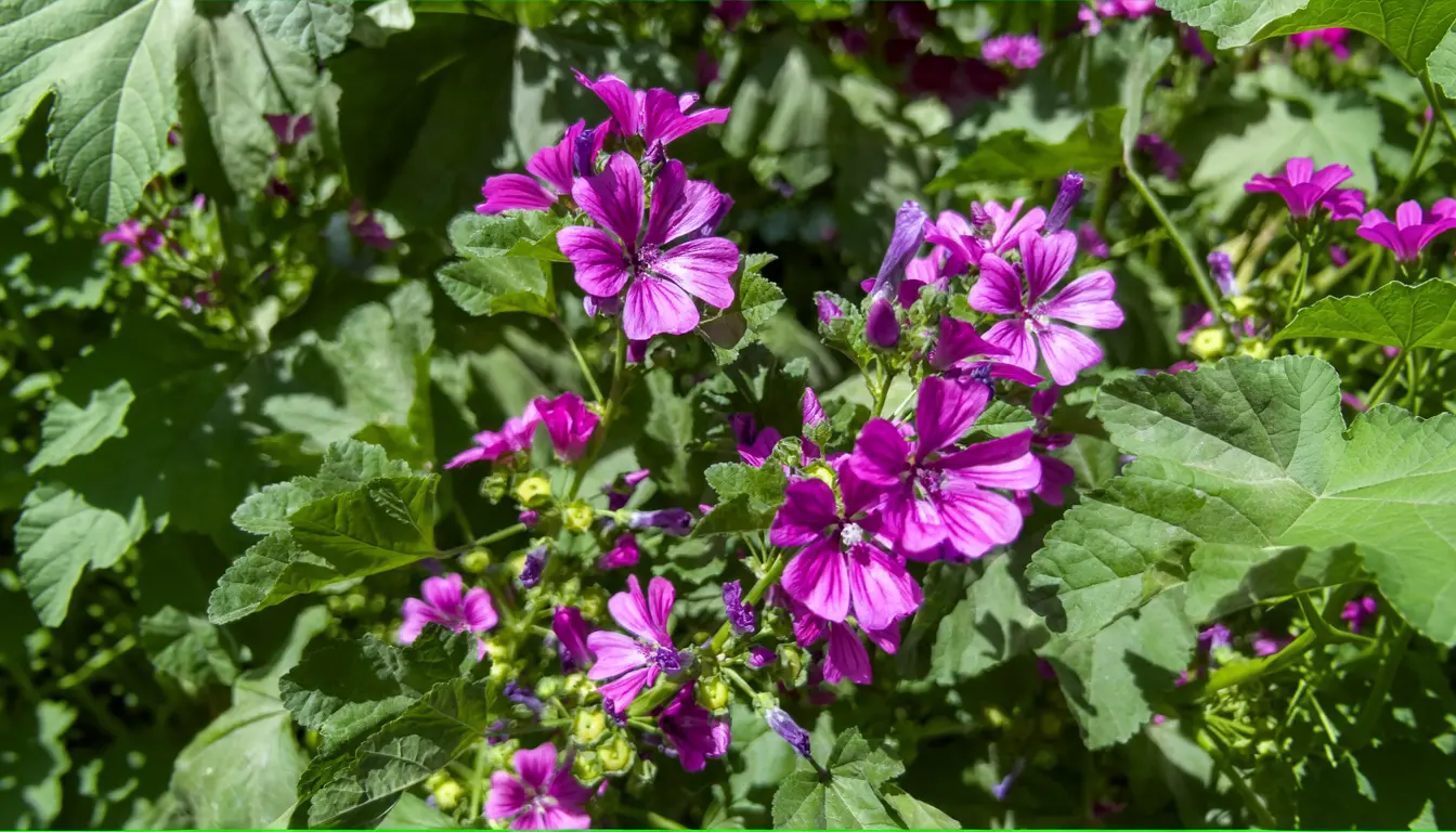 Piante di malva