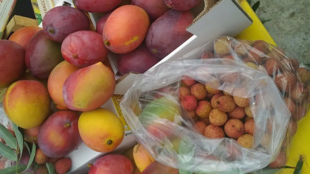 La Sicilia e le colture tropicali: Mango e litchi prodotti in Sicilia