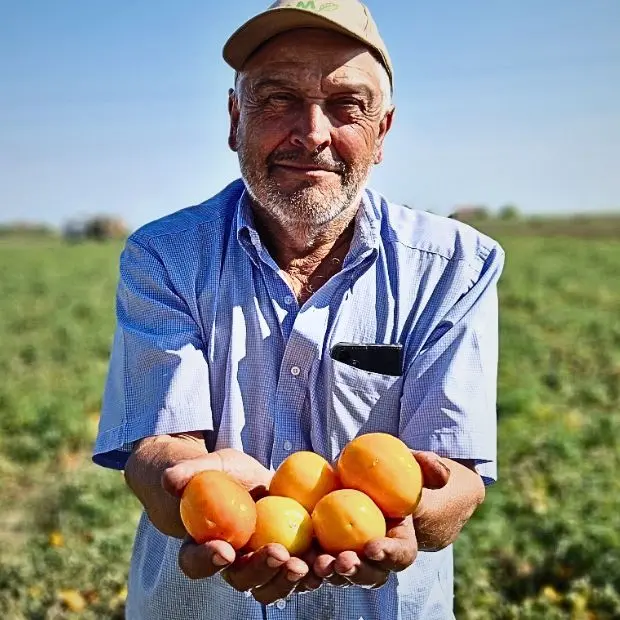 Biologico e dal gusto speciale. Viaggio nel Delta, dove nasce il pomodoro giallo