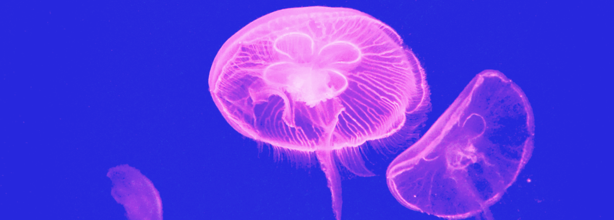 Meduse. estate in sicurezza