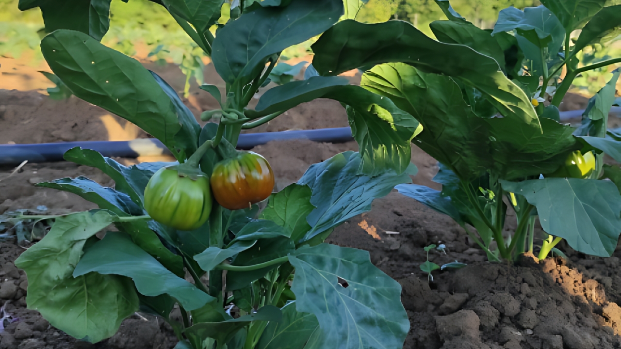Una pianta di melanzana rossa di Rotonda