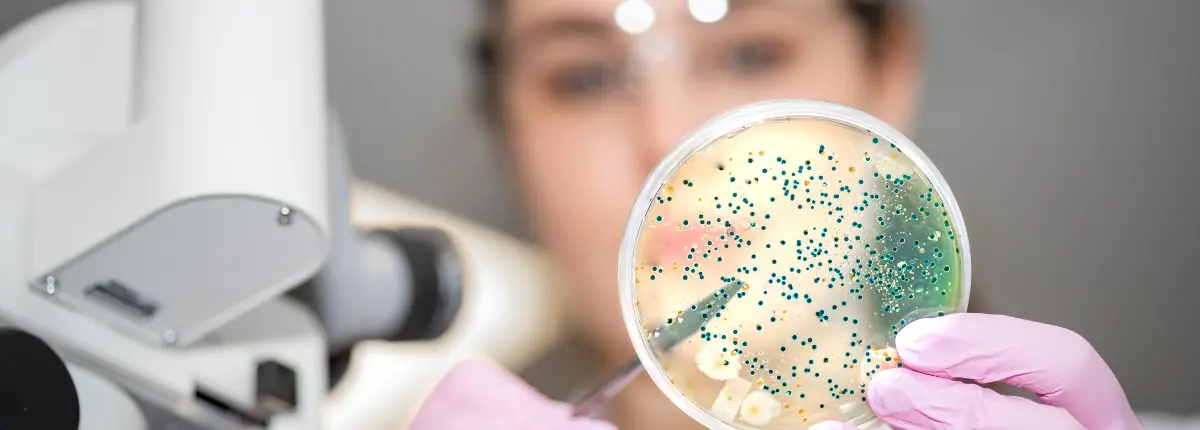 Microbi osservati sul vetrino, microbiota