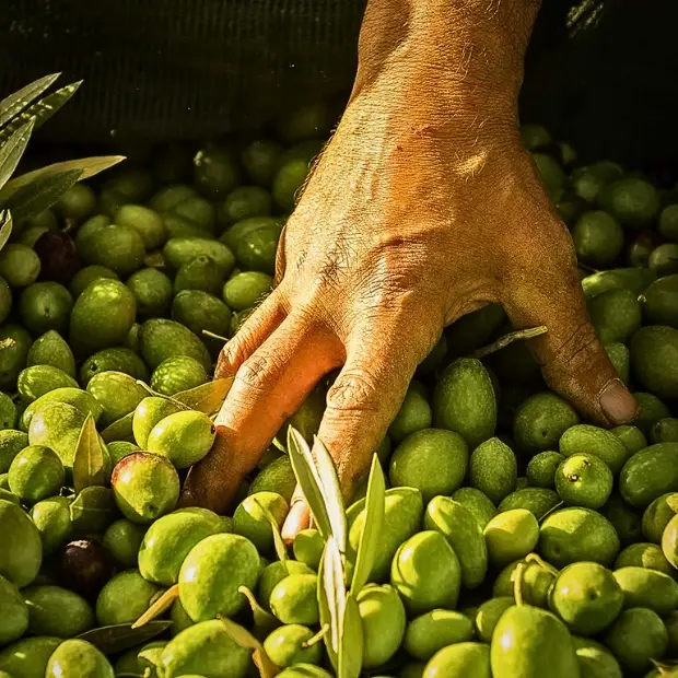 Cerignola e la sua Bella. L’oliva che unisce sapori, salute e memoria