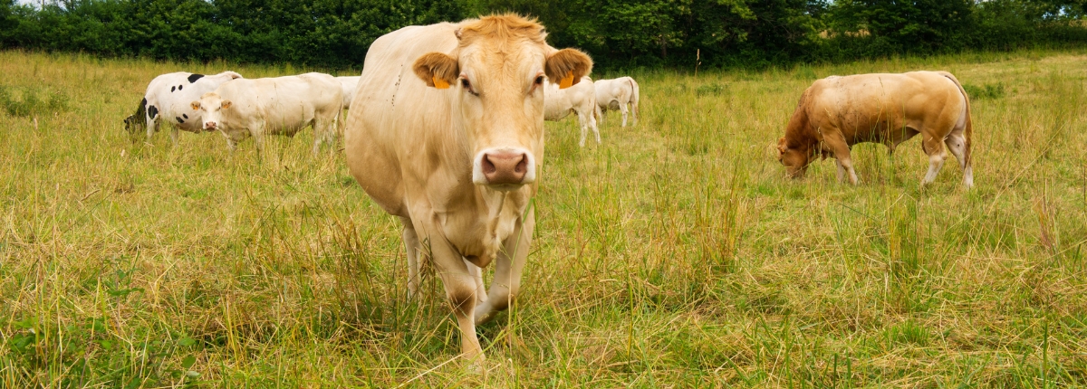 Mucche al pascolo, cresce la superfice coltivata bio
