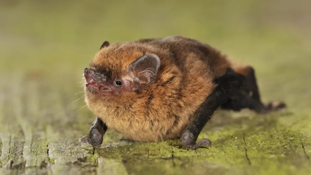 Giù le mani dai pipistrelli: Un "Pipistrellus pipistrellus", anche detto "pipistrello nano"