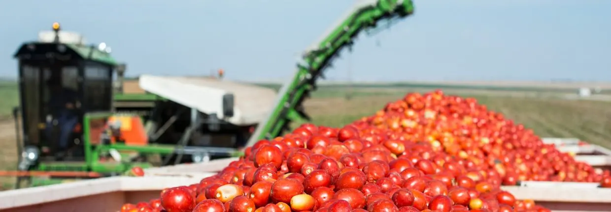 Un momento della raccolta dei pomodori