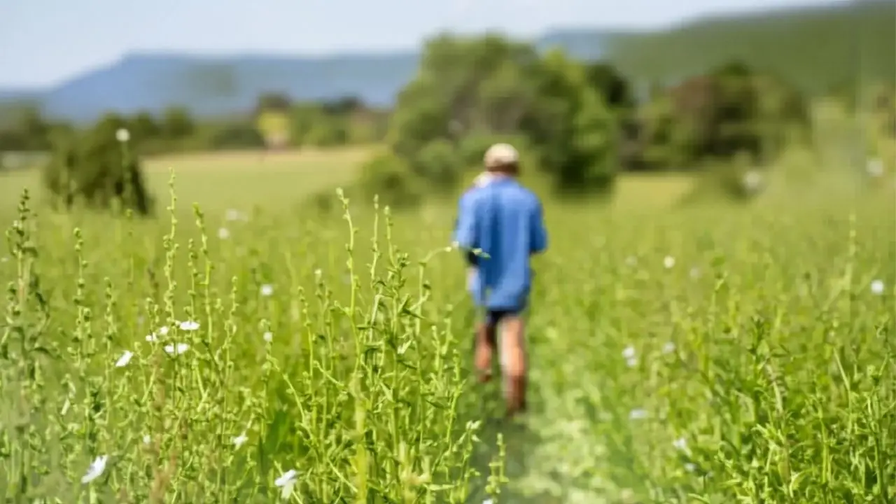 Andar per erbe: persone di spalle mentre camminano in un prato ricoperto di erbe selvatiche