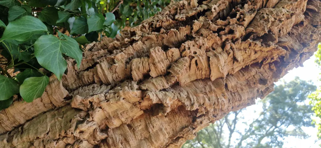 Frutti di Maremma, una giornata al Selvello: l'immagine ravvicinata di una quercia da sughero