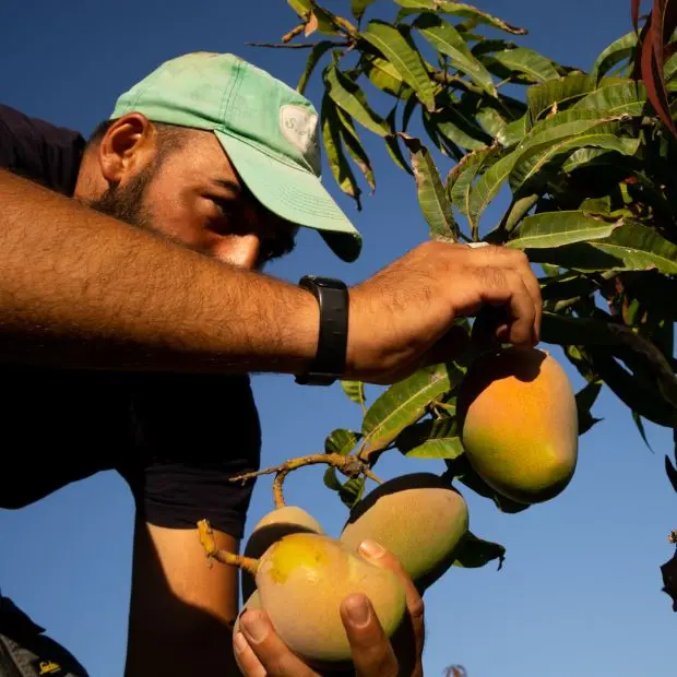 La Sicilia e le colture tropicali, l’altra faccia del clima che cambia. Fra criticità e benefici