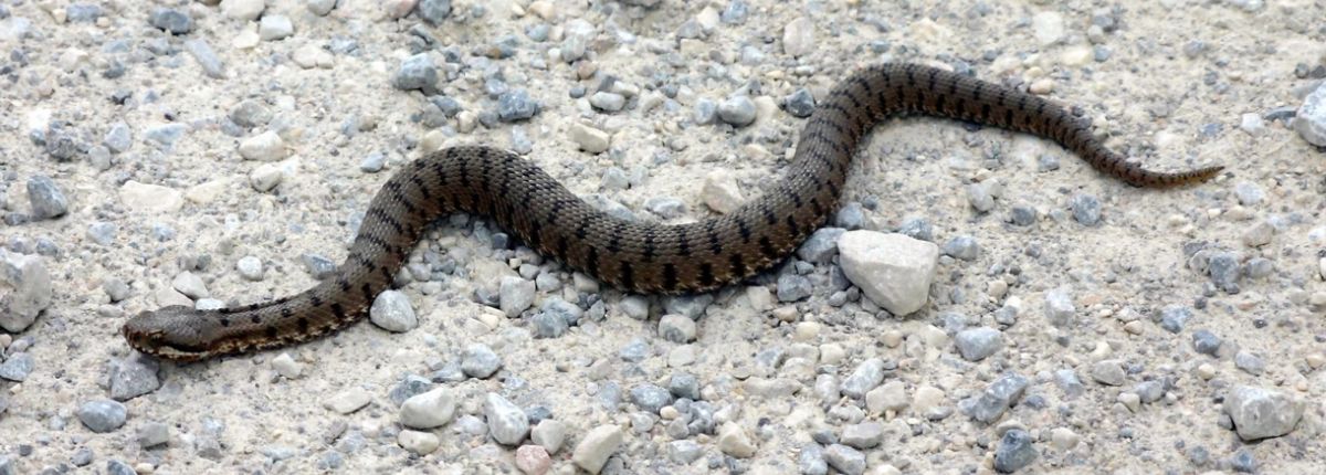 La vipera è l'unico serpente velenoso presente in Italia.