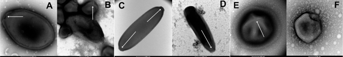 Clima e salute: alcuni virus isolati nel permafrost. 