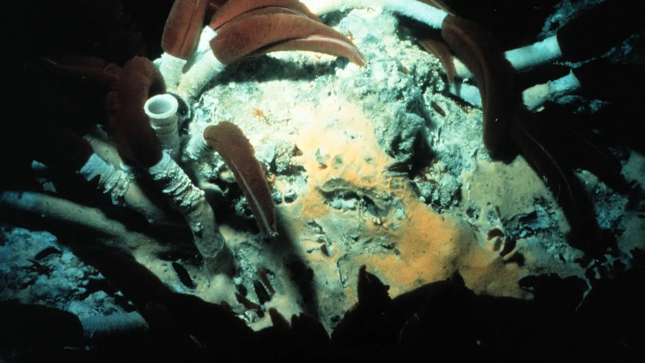 Alla conferenza di Nizza sugli oceani con Gaia Blu: esemplari di Riftia pachyptila