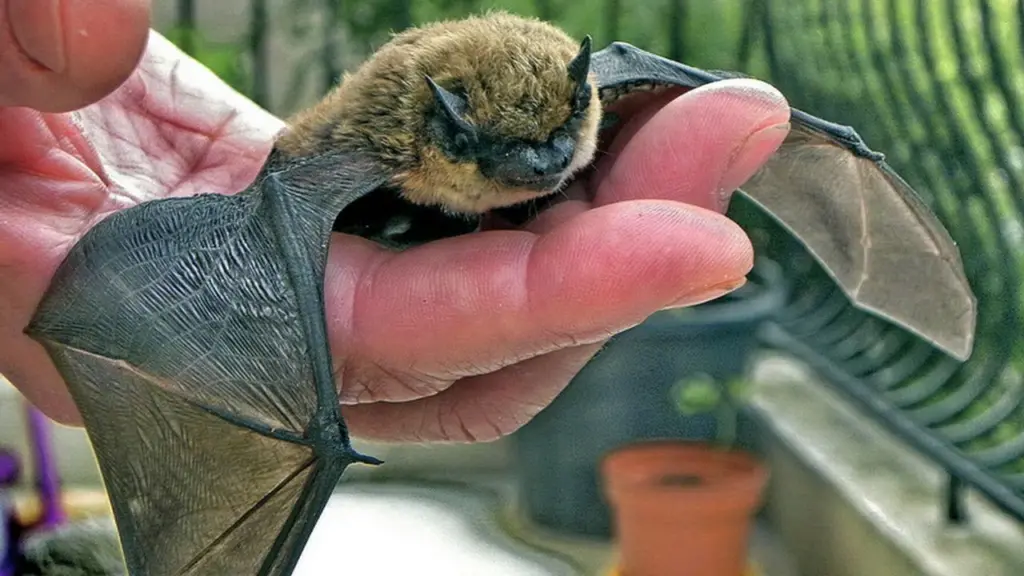 Giù le mani dai pipistrelli: Un esemplare di Pipistrello di Savi